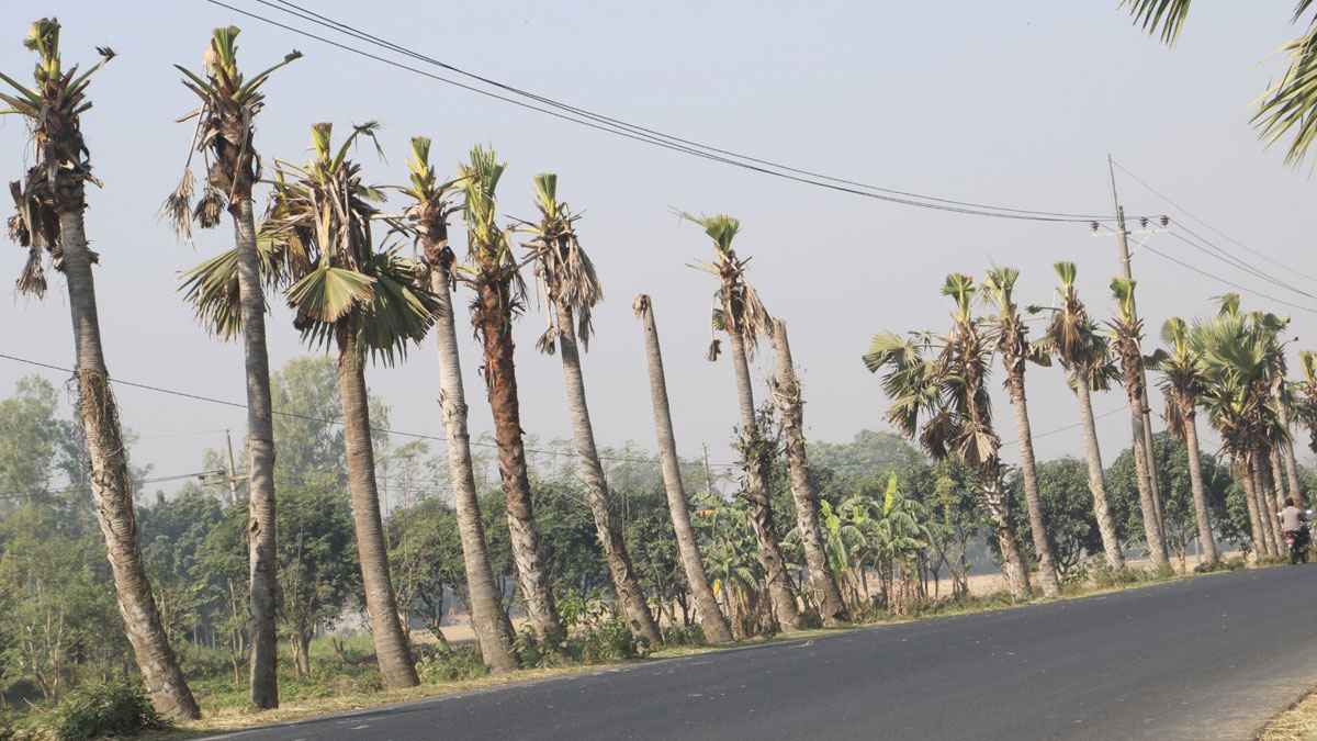 তালগাছ ন্যাড়া করায় নওগাঁবাসীর ক্ষোভ