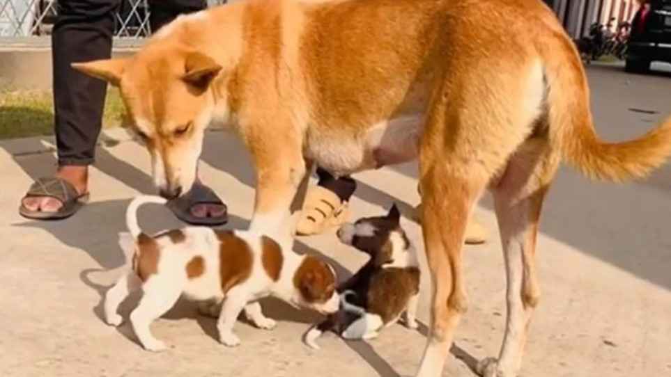 নতুন ২ ছানা পেলো ৮ সন্তান হারানো সেই মা কুকুর