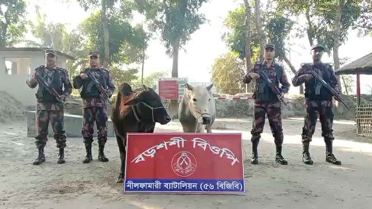পঞ্চগড় সীমান্তে ৫৬ বিজিবির অভিযানে ভারতীয় গরু আটক