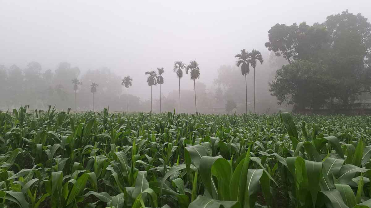 পঞ্চগড়ে বৃষ্টির মতো ঝরছে কুয়াশা, ছিন্নমূল মানুষের ভোগান্তি