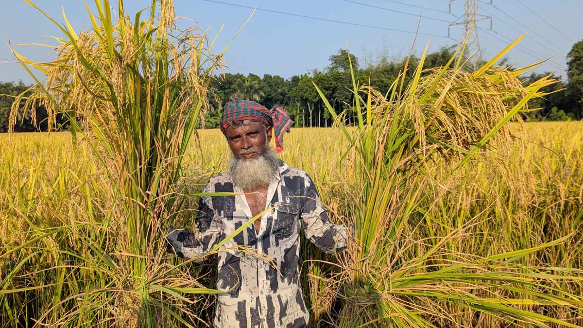 রাজবাড়ীতে ৭৭৬ কোটি টাকার আমন ধান উৎপাদন, কৃষকের মুখে হাসি