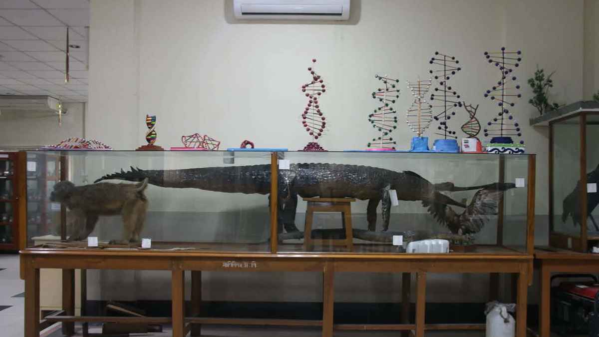 রাবিতে বিলুপ্তপ্রায় প্রাণী ও জীবাশ্মের বিরল সংগ্রহশালা