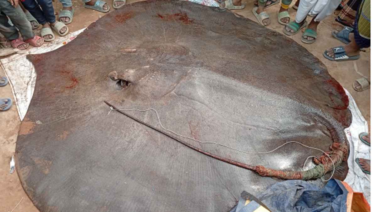 মেঘনায় ধরা ৬ মণের শাপলা পাতা মাছ, ৭৫ হাজার টাকায় বিক্রি