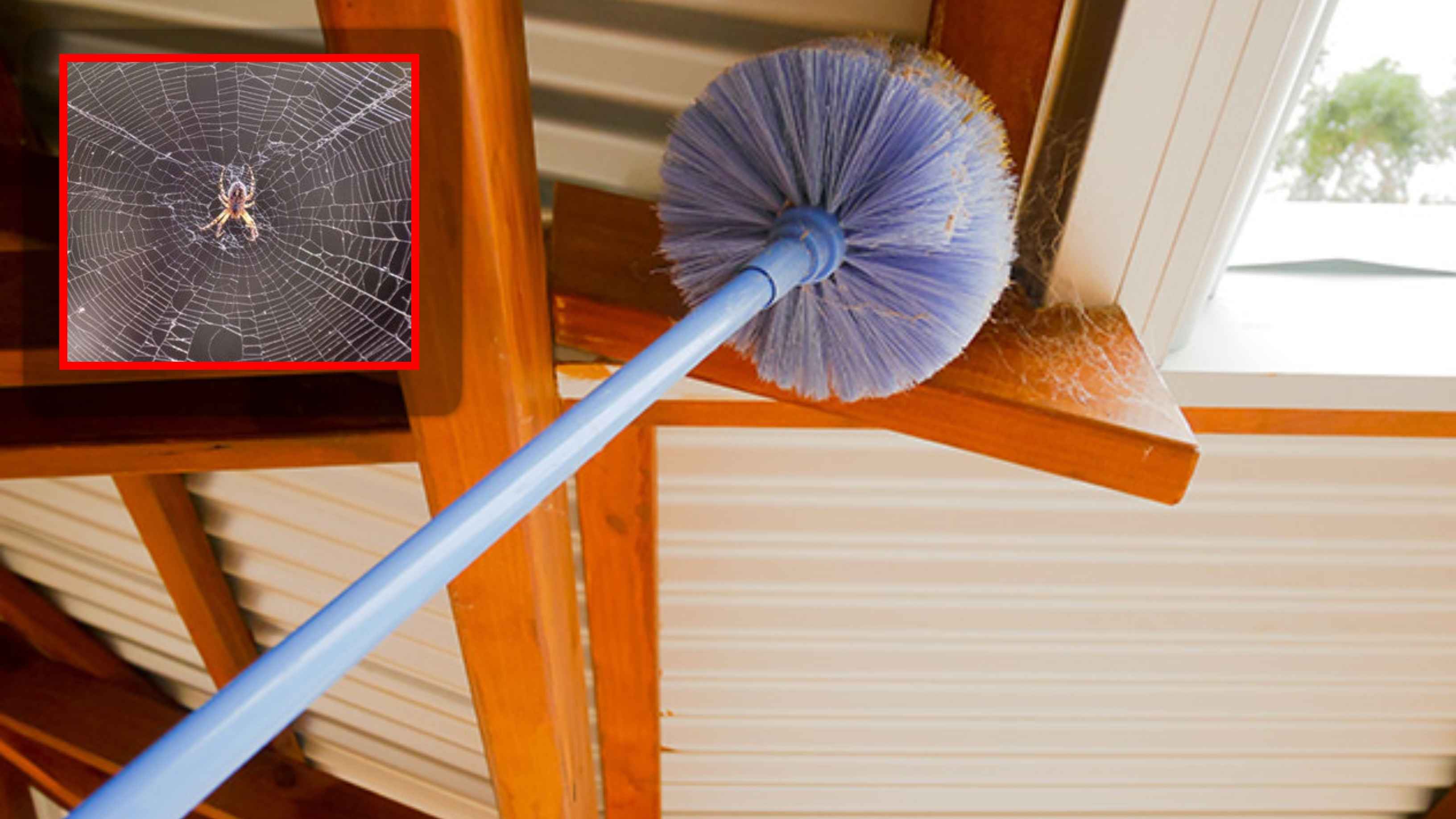 মাকড়সা দূর করার ঘরোয়া উপায়