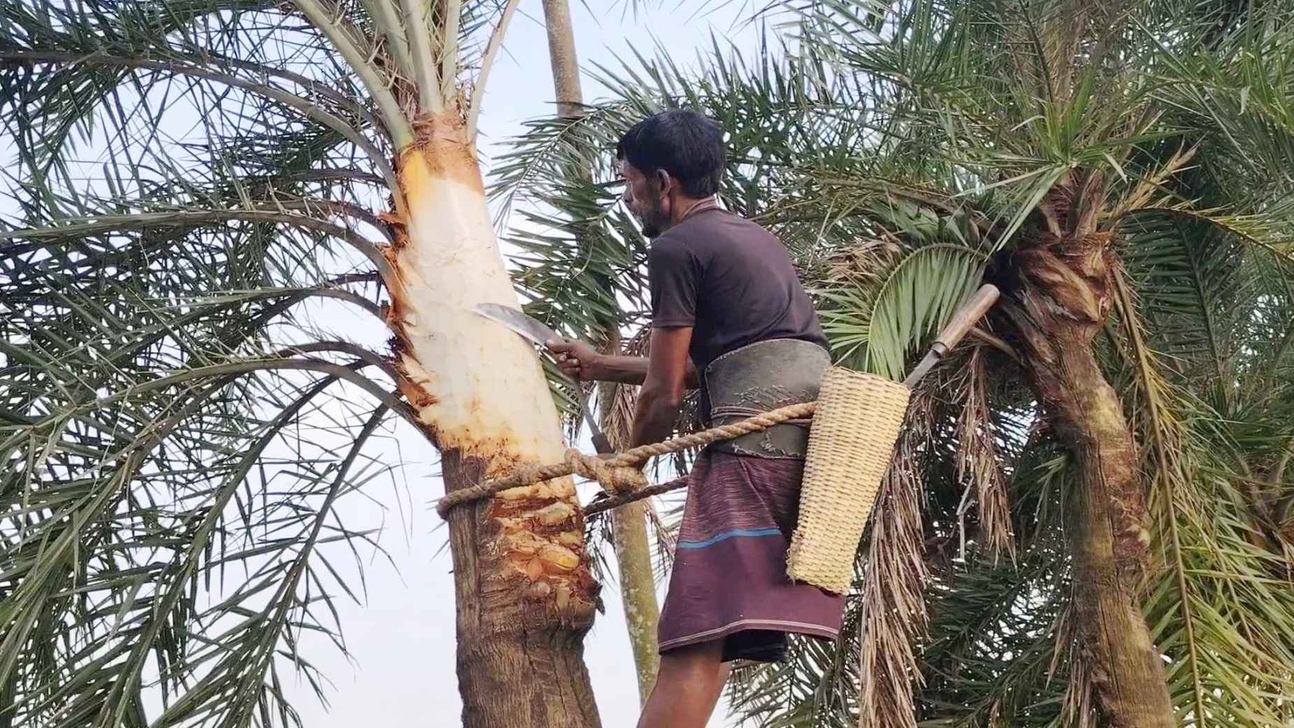 টাঙ্গাইলে খেজুরের রস খেয়ে বাড়ি ফেরার পথে স্কুলছাত্র নিহত