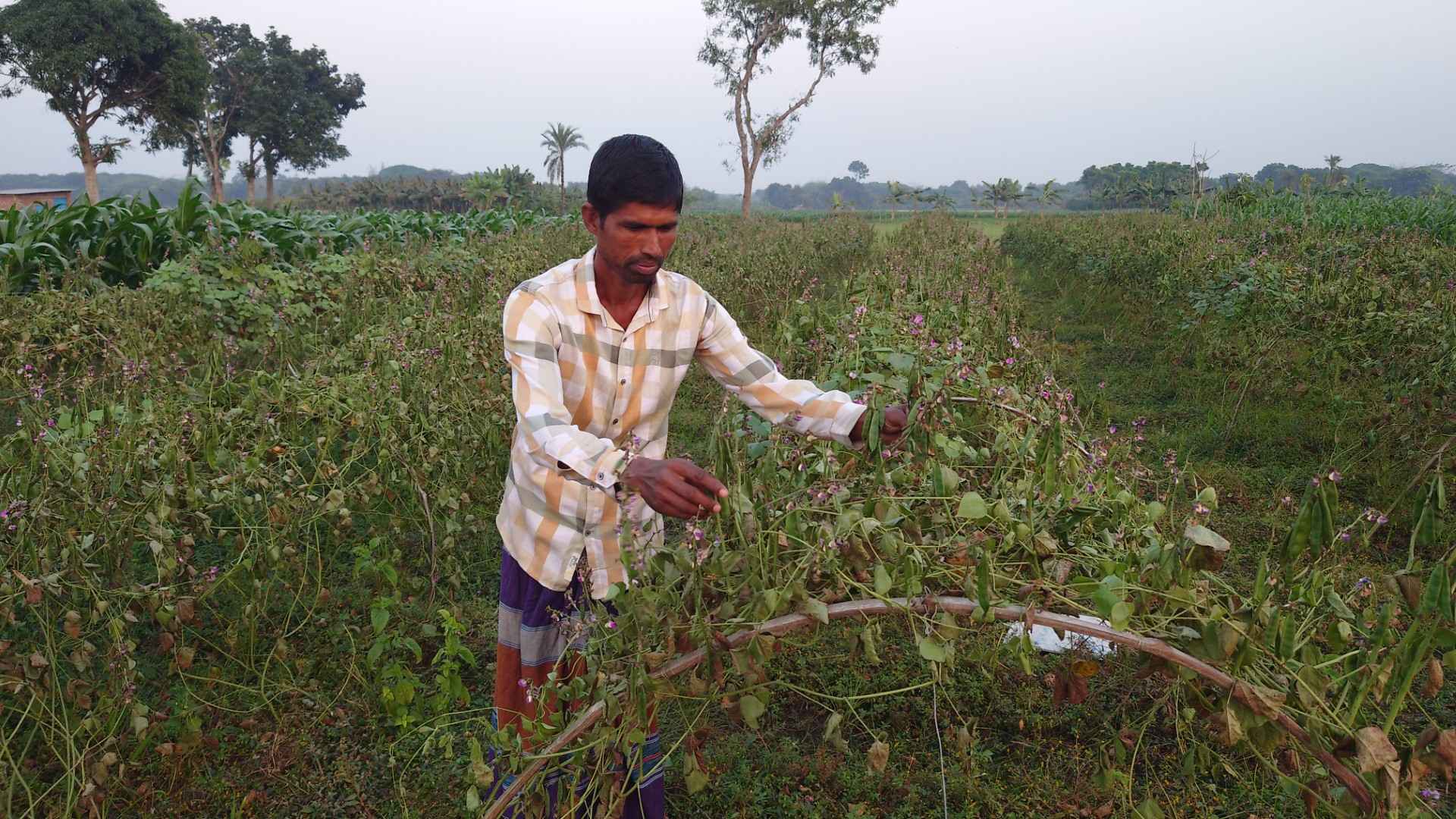 ঝিনাইদহে ফসলের সঙ্গে এ কেমন শত্রুতা!