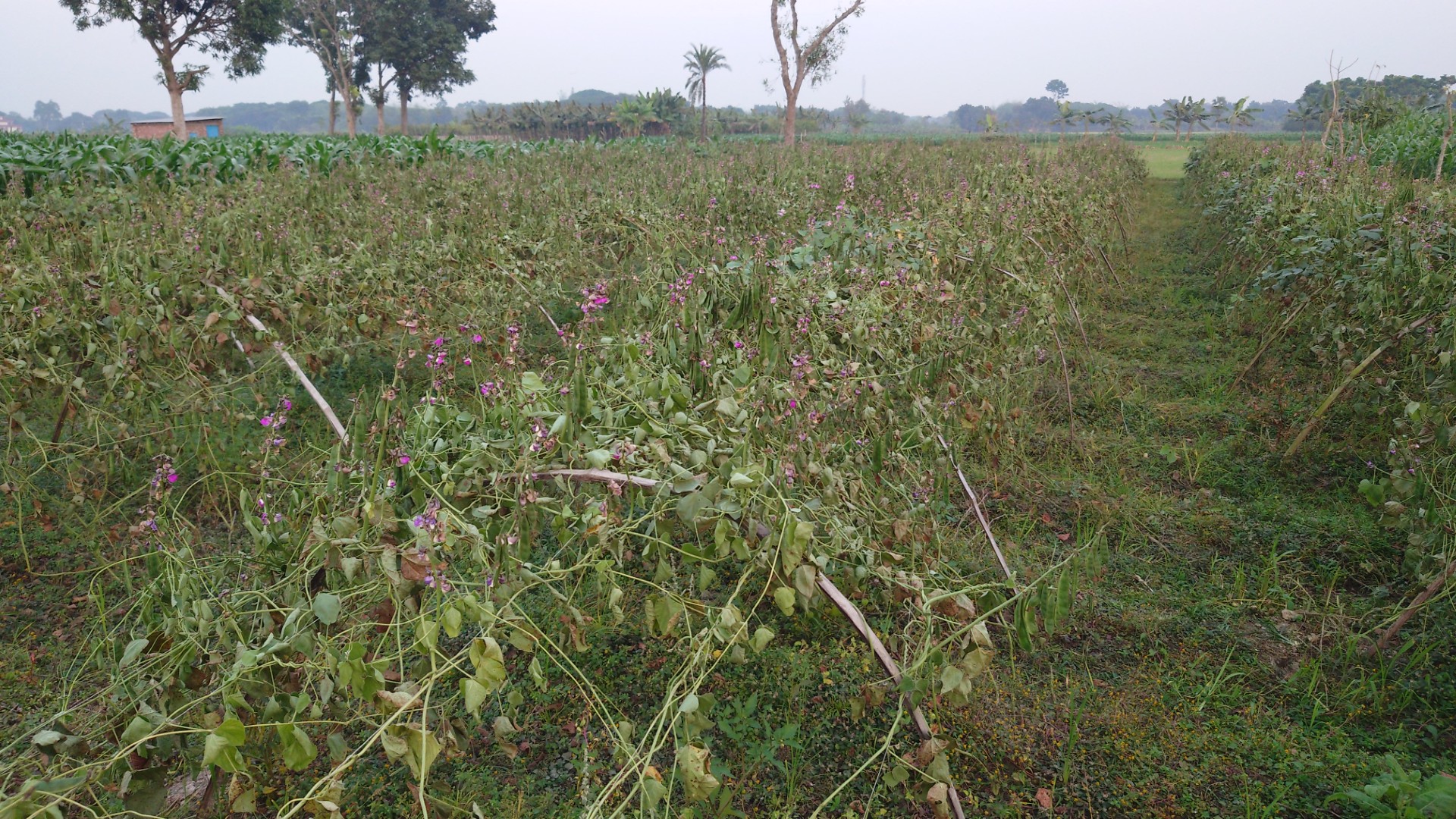 thumbnail_1000036205