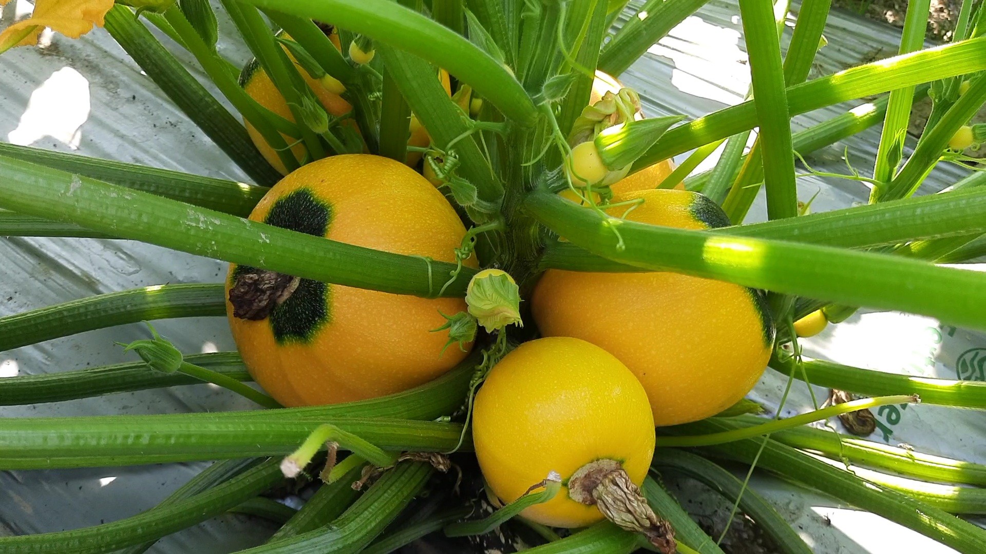 thumbnail_1000337543