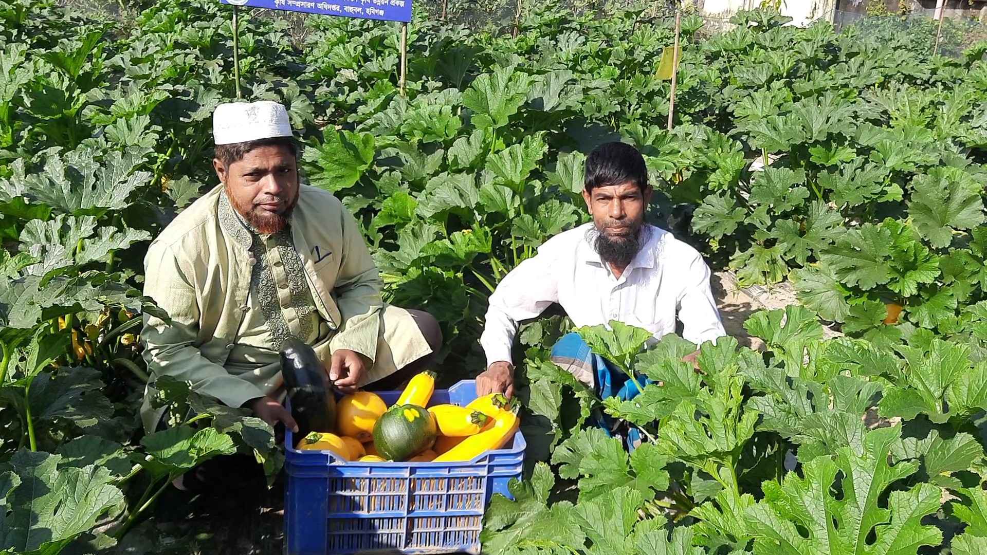 স্কোয়াশ চাষে লাভবান কৃষক সানু মিয়া