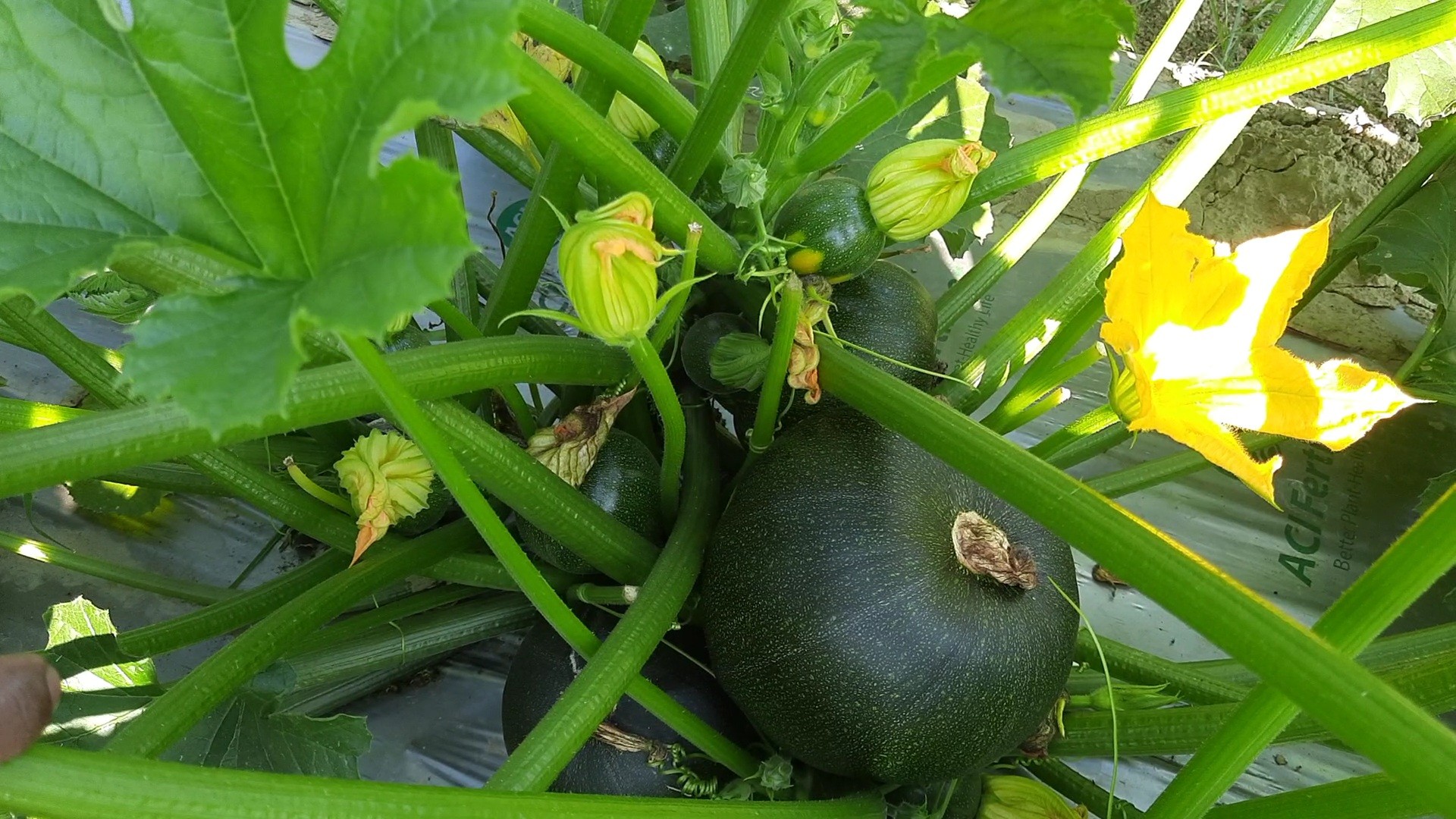 thumbnail_1000340759