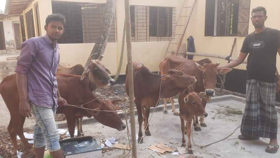 বরগুনায় পাঁচ চোরাই গরুসহ যুবক গ্রেফতার