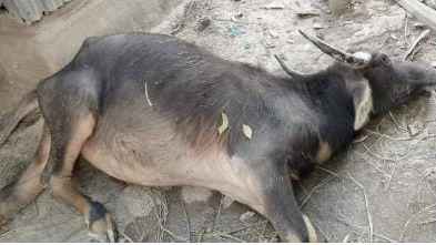 বাউফলে অজ্ঞাত রোগে ৬ মহিষের মৃত্যু, গুরুতর অসুস্থ ১০টি
