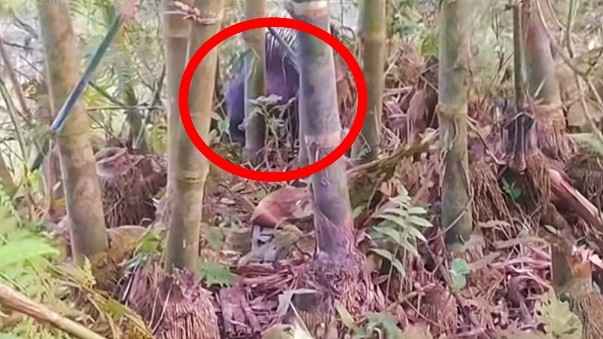 পঞ্চগড়ে লোকালয় থেকে বিলুপ্ত প্রজাতির শজারু উদ্ধার