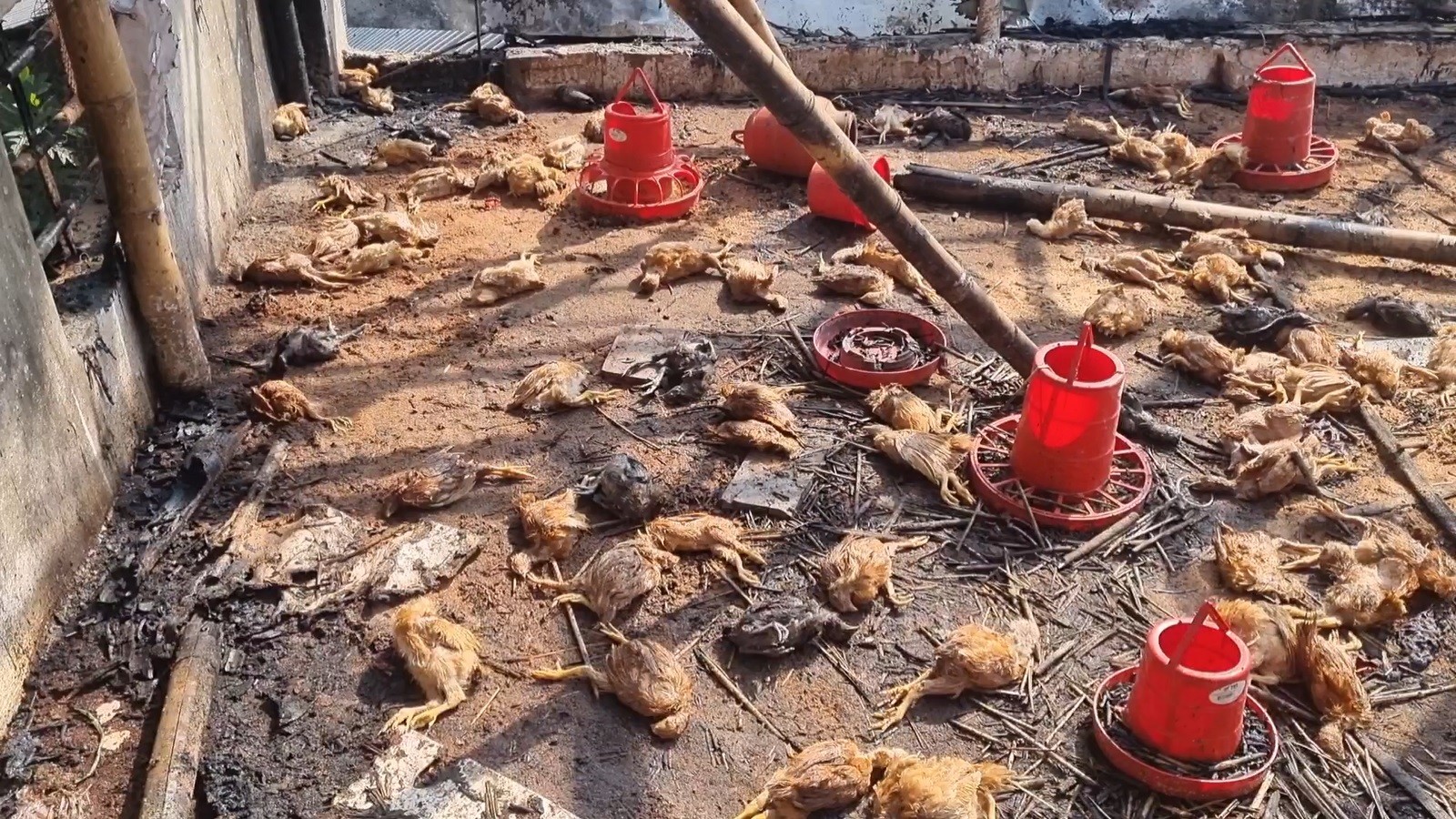 thumbnail_Madaripur_23-12-25_(Fire_at_Chicken_Farm)_Pic_(5)