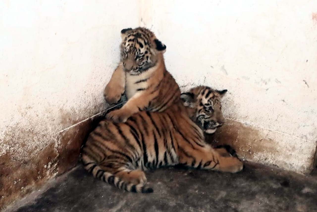 thumbnail_Rangpur_zoo_1