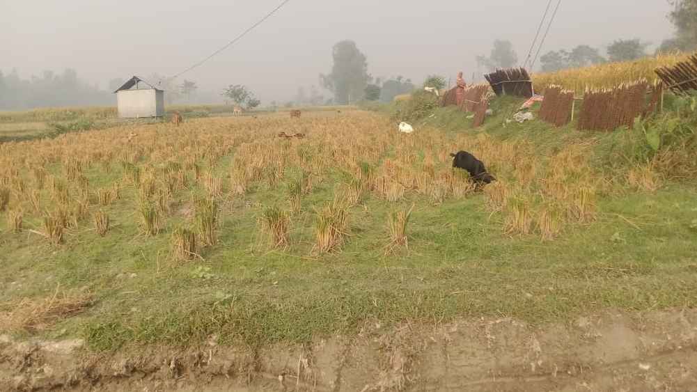 রাতের আঁধারে কৃষকের ধান কেটে নিল প্রতিপক্ষরা