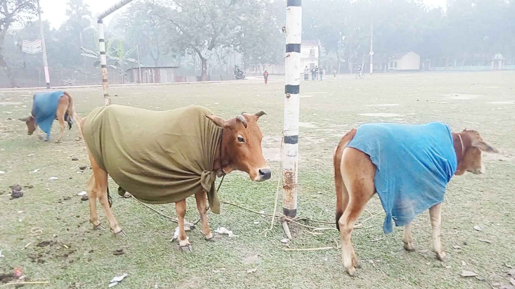গবাদি পশুর গায়ে কম্বল দিয়েও থামছে না কাঁপুনি, দুশ্চিন্তায় গৃহস্থরা