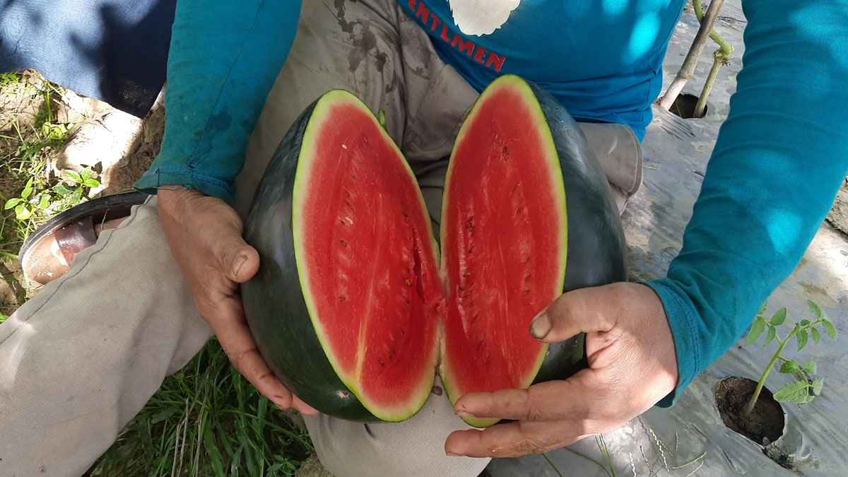 শীতে তরমুজ চাষে কৃষক দুলালের চমক