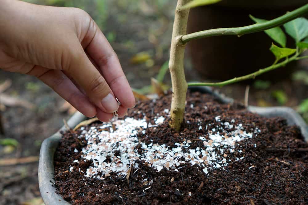 using-eggshells-with-plants-are-eggshell-fertilizer-good