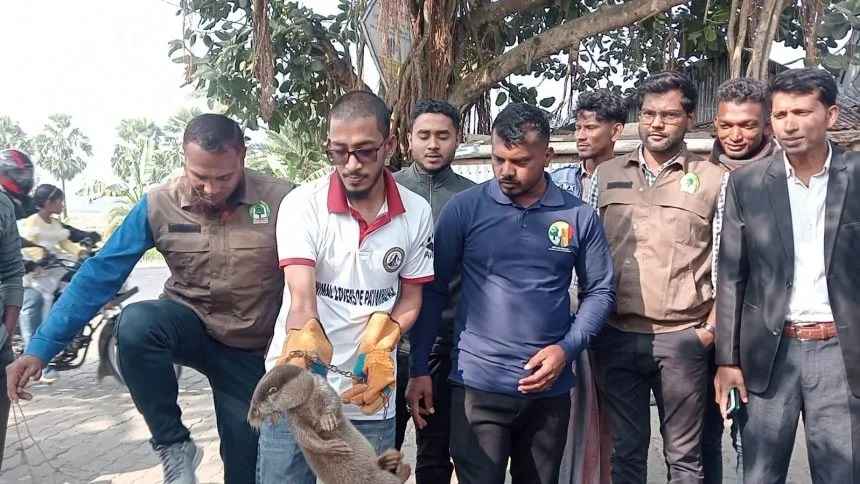 কুয়াকাটায় বিপন্ন প্রজাতির ভোদর উদ্ধার