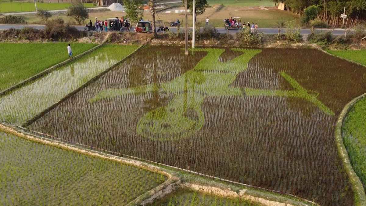 শষ্যচিত্রে ফুটে উঠেছে শহীদ আবু সাঈদের প্রতিকৃতি