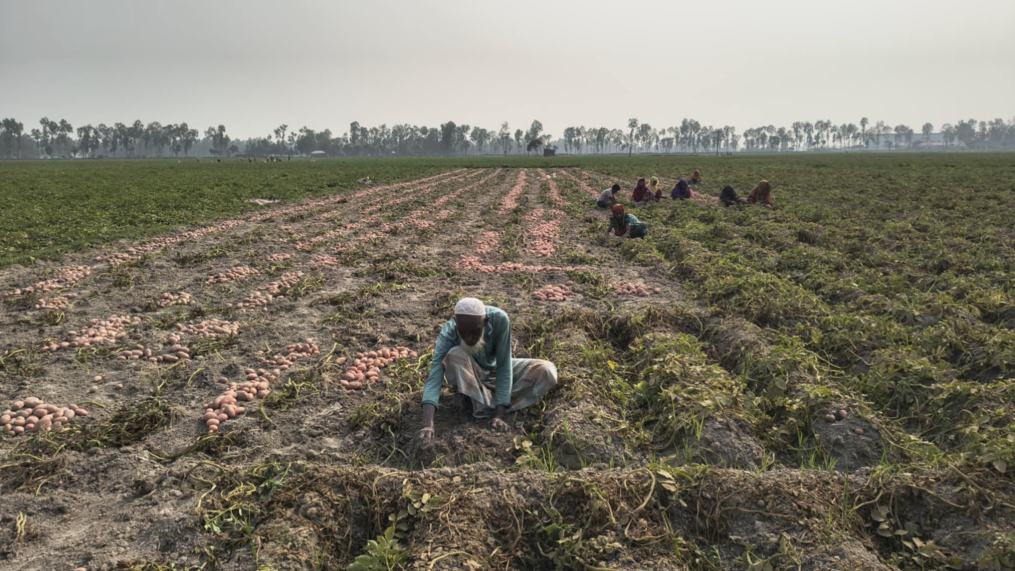 আলু তোলার আগেই হিমাগারের বুকিং স্লিপ শেষ