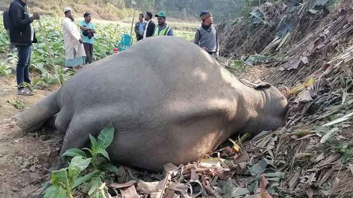 তামাক ক্ষেতে মিলল হাতির মরদেহ