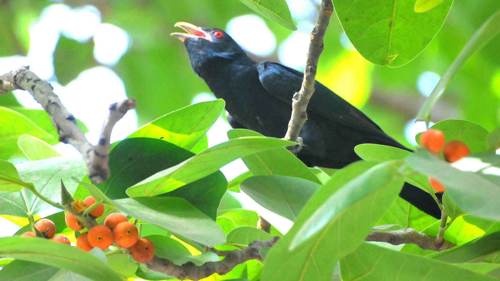 কোকিল কেন বসন্তকালেই ডাকে? জানেন না অনেকেই