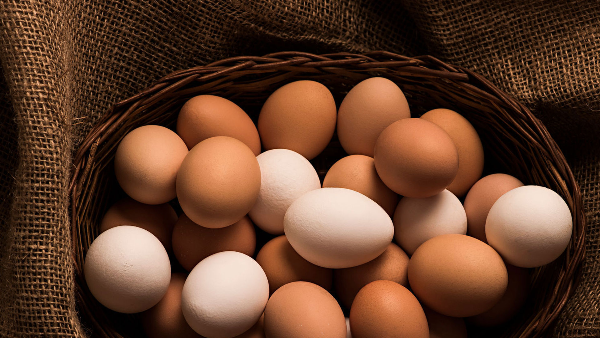 egg