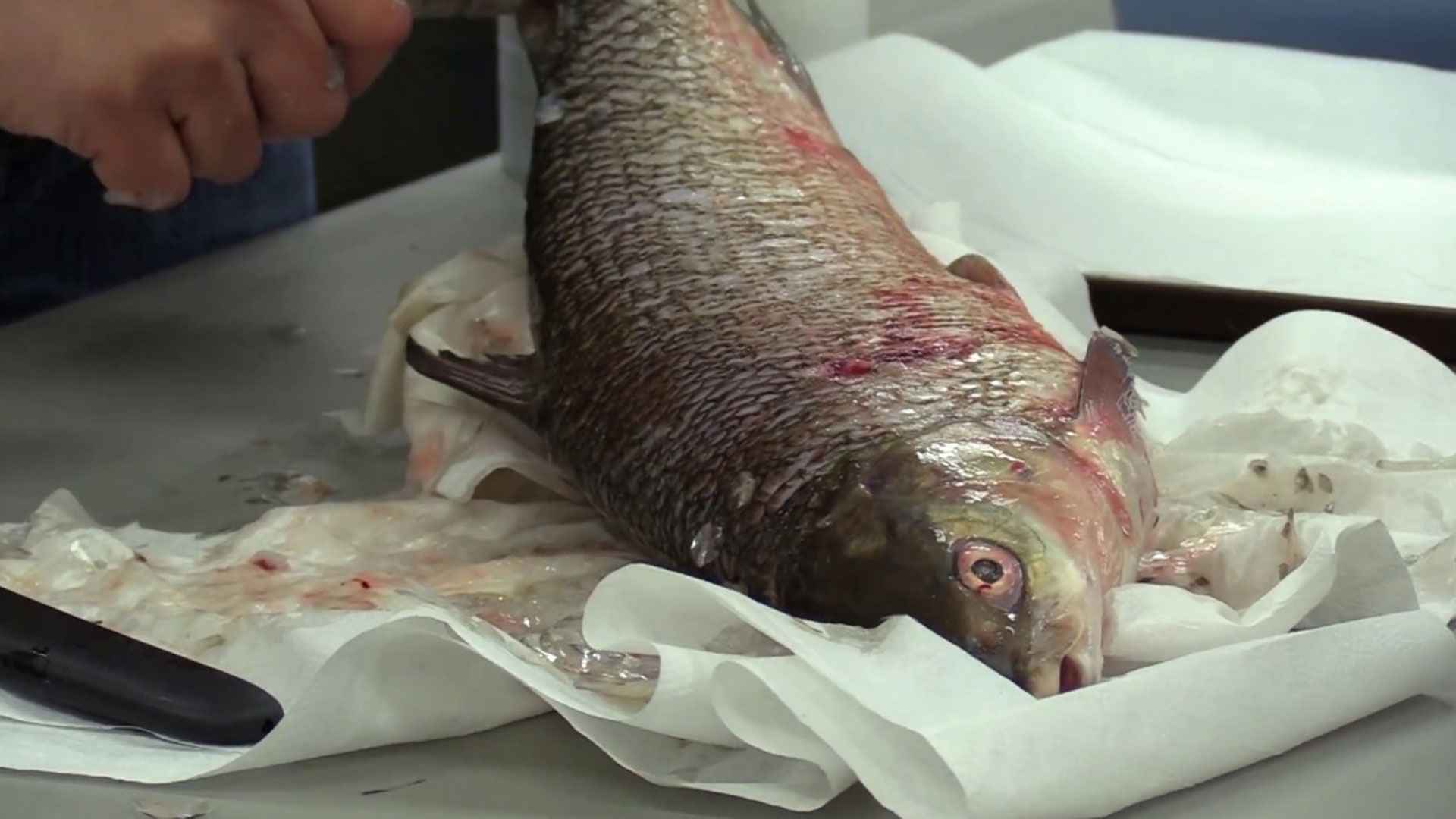 মাছের আঁশ খেয়ে ফেললে কী হয়, জানলে অবাক হবেন