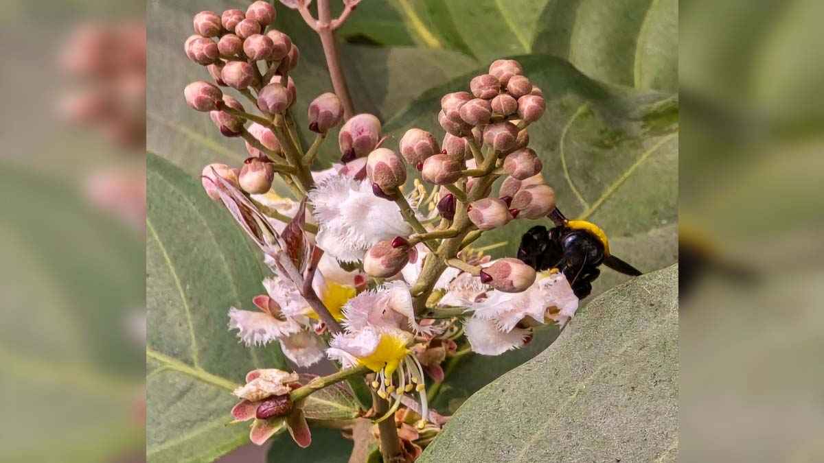 শোভা ছড়াচ্ছে দুষ্প্রাপ্য ও দুর্লভ মাধবীলতা ফুল
