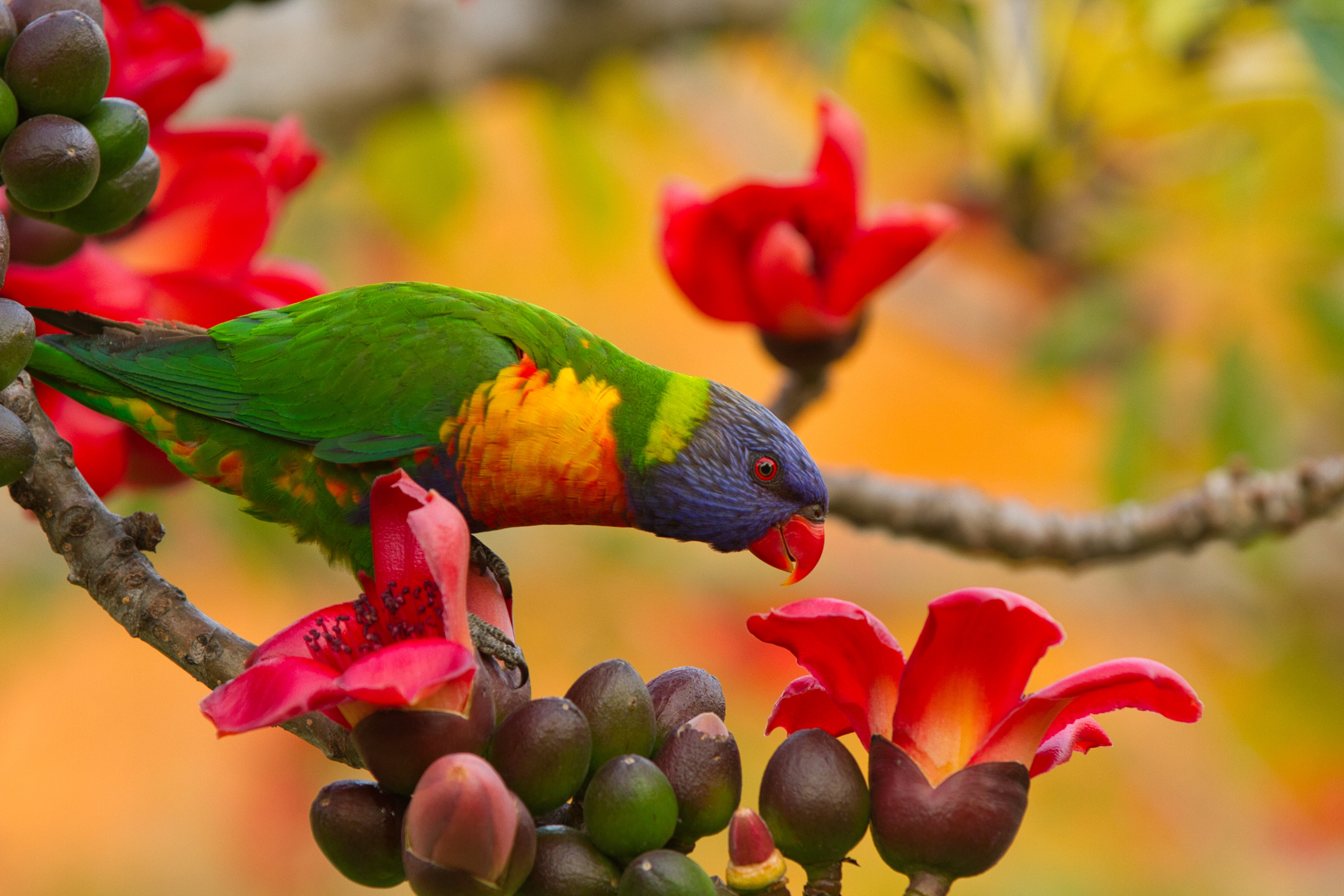 inner_falgun inner_falgun