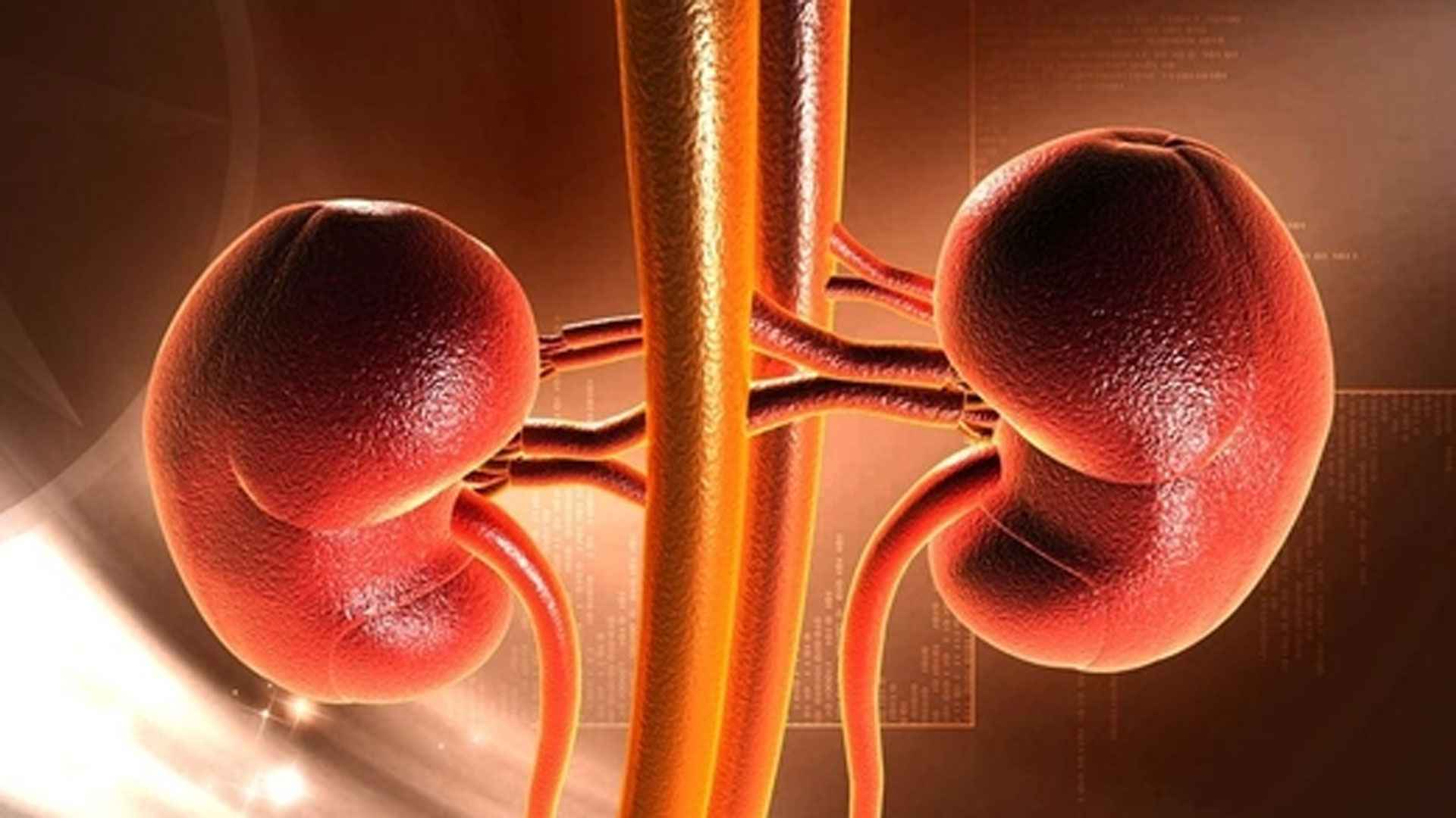 ক্রিয়েটিনিন বেড়ে যাওয়ার লক্ষণ কী, কমানোর উপায় জানুন