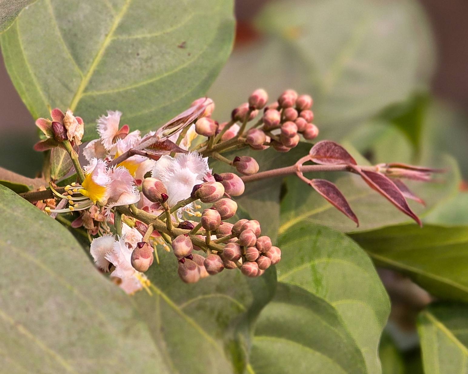 madhobilota madhobilota
