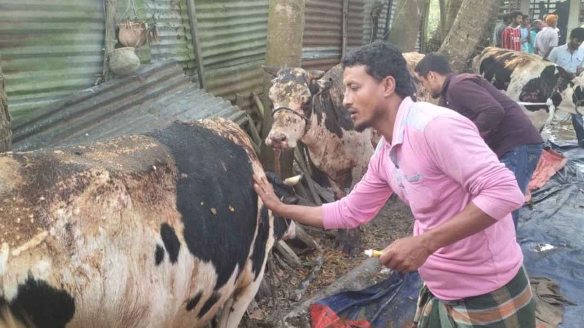 কবিরহাটে গরুর খামারে আগুন, ৮ গরু দগ্ধ
