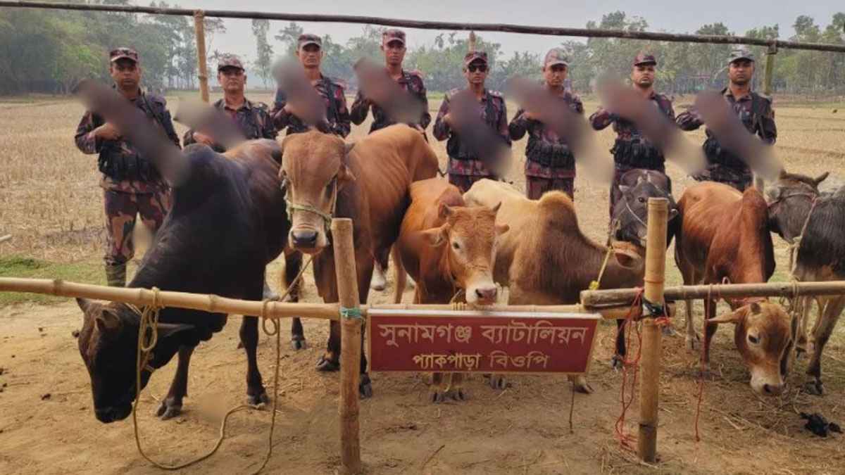 সুনামগঞ্জে ভারতীয় সাত গরু ফেলে পালিয়েছে চোরাকারবারি