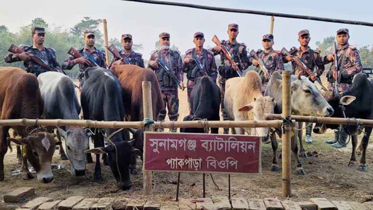 সুনামগঞ্জ সীমান্তে ৫টি ভারতীয় গরু আটক