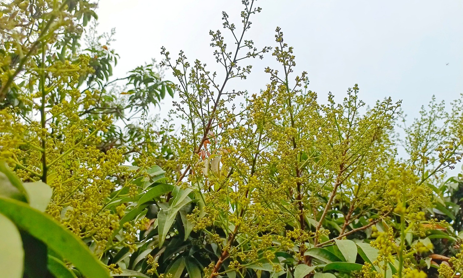 thumbnail_Dinajpur-1