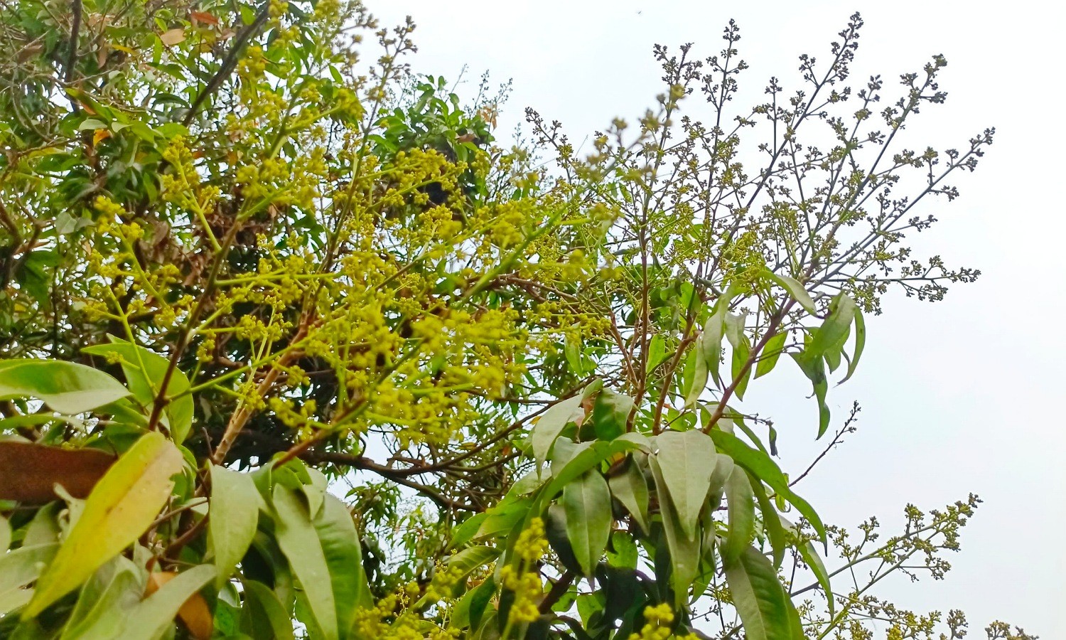 thumbnail_Dinajpur-2