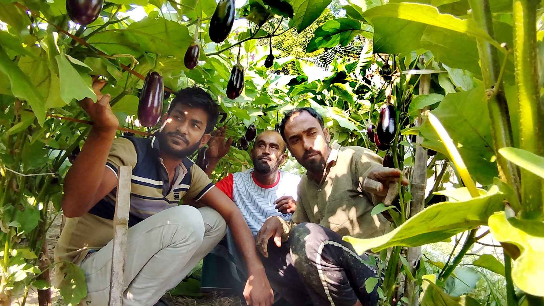 নড়াইলে কৃষিতে ৩ ভাইয়ের সাফল্য, প্রতি মাসে আয় লাখ টাকা