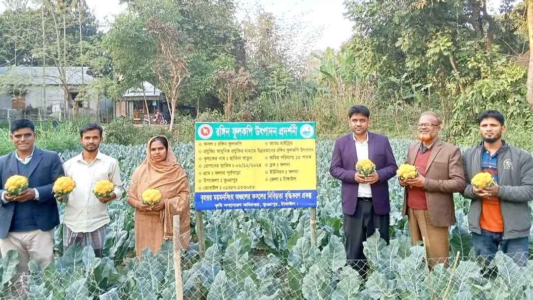রঙিন ফুলকপি চাষ করে ছাবিনার মুখে হাসি