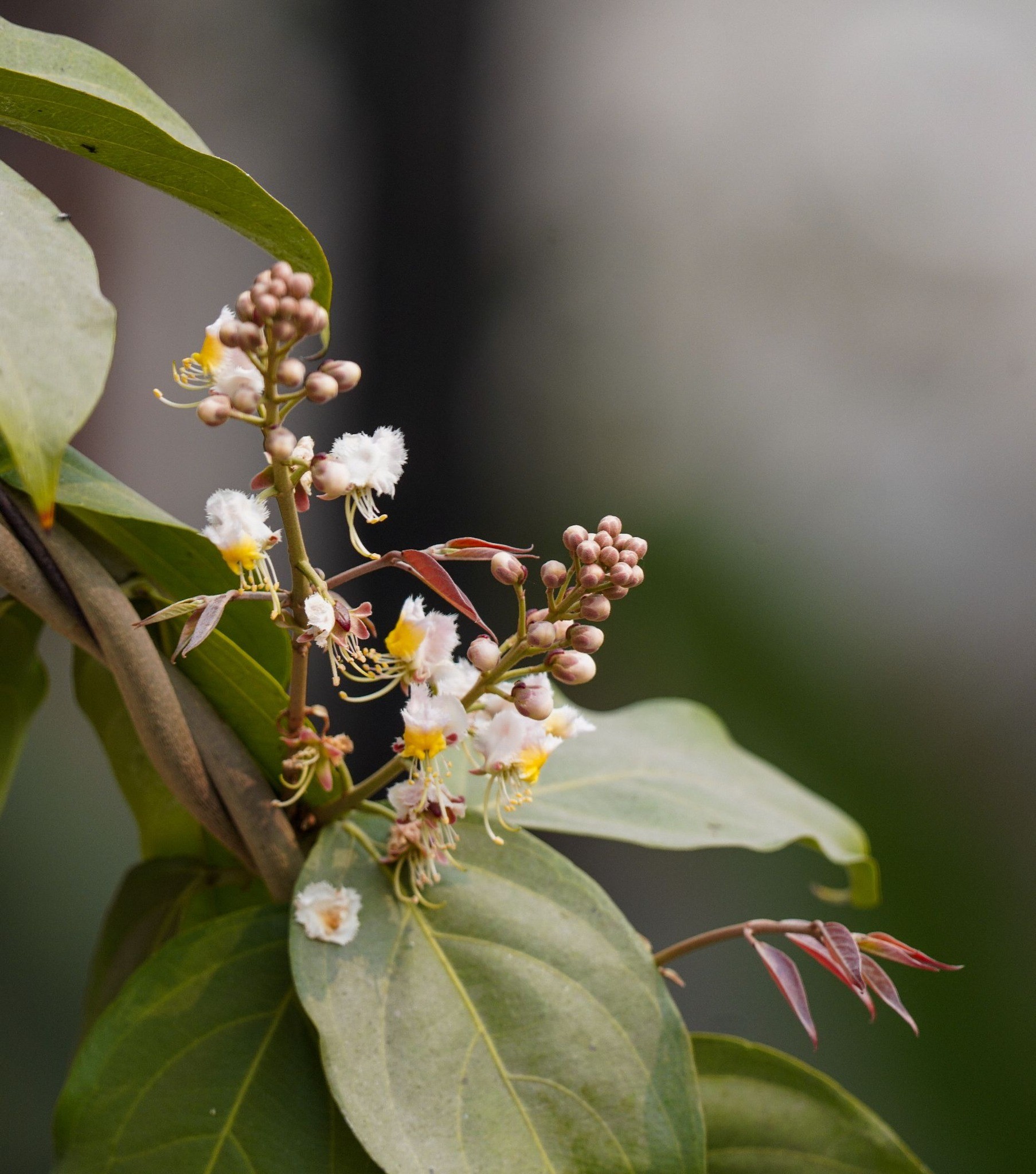 thumbnail_madhobilota_2