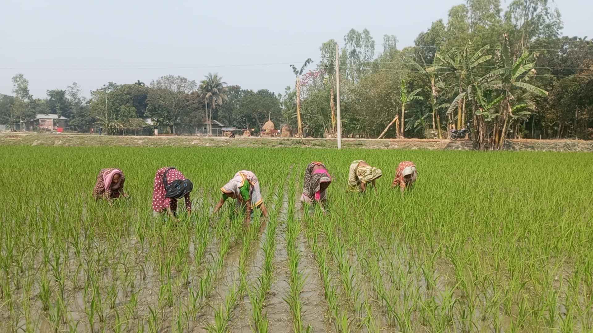 গাইবান্ধায় বোরো ক্ষেতে ব্যস্ত কৃষক, মজুরি বৈষম্যে নারী শ্রমিক