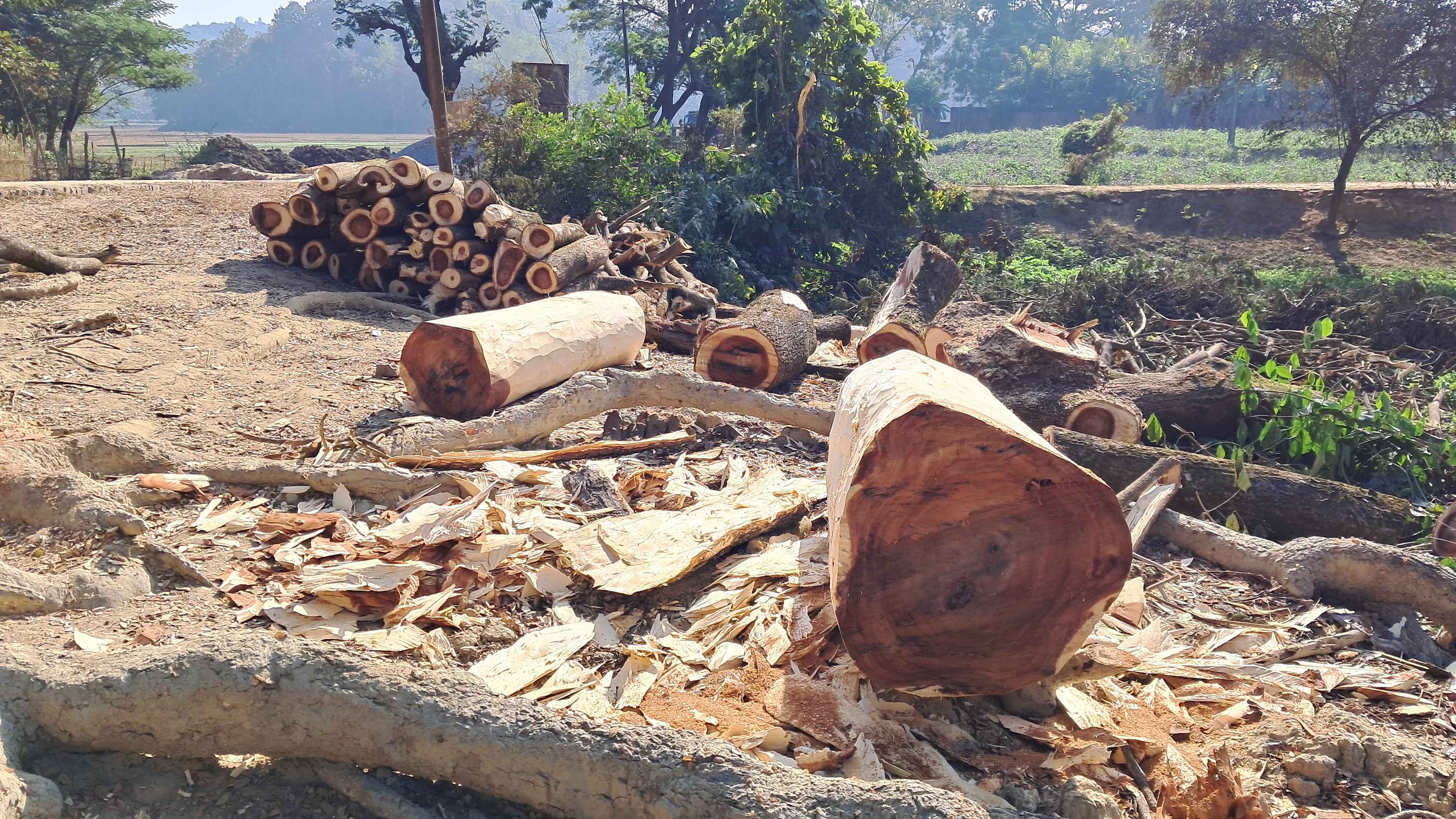 বান্দরবানে রাস্তা সম্প্রসারণের নামে হাজারো বৃক্ষ নিধন!