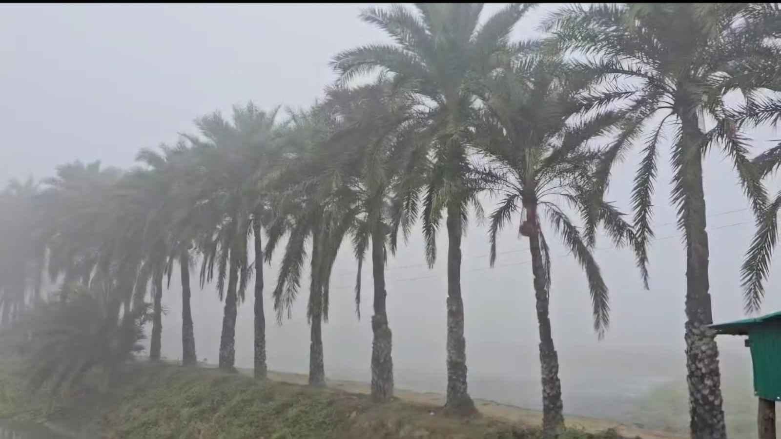 জনপ্রিয়তায় তুঙ্গে খুরুশকুলের ডেট পালম গার্ডেন