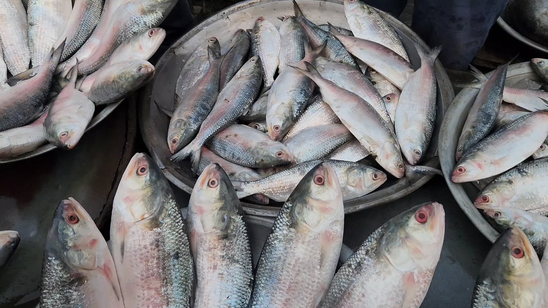 IMG-20250115-WA0004 IMG-20250115-WA0004