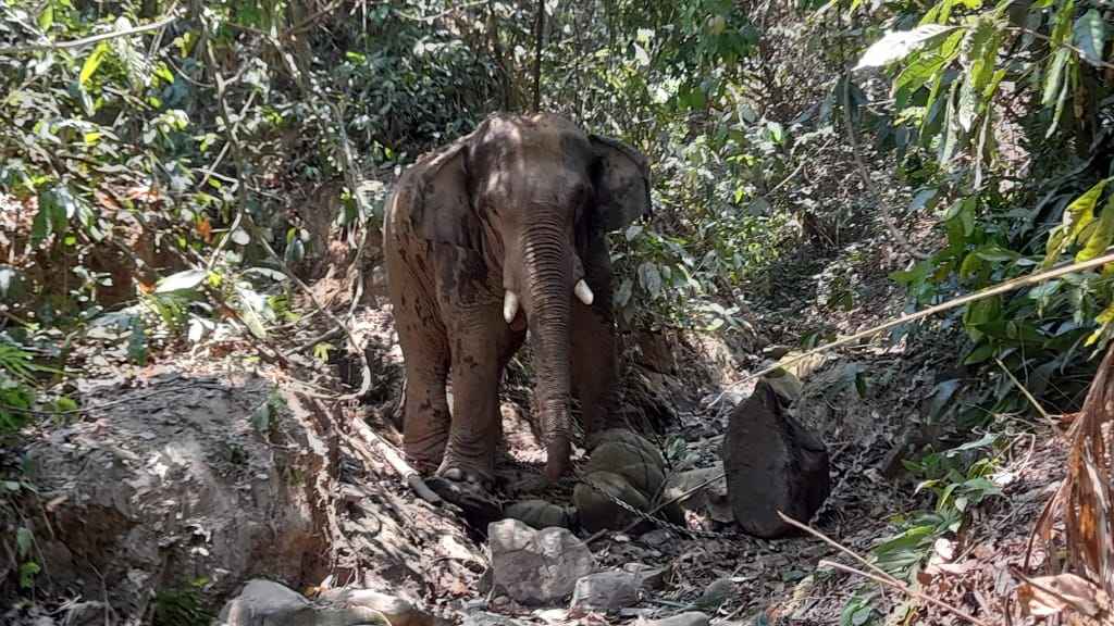 বান্দরবানে বন্যহাতির আক্রমণে শ্রমিক নিহত