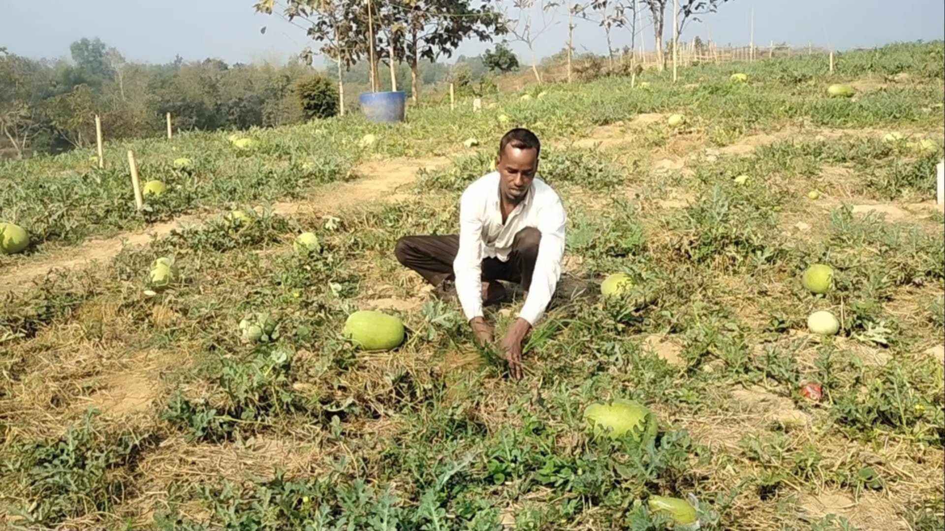 পানছড়িতে পাহাড়ের চূড়ায় বারোমাসি তরমুজ চাষে কৃষকের হাসি