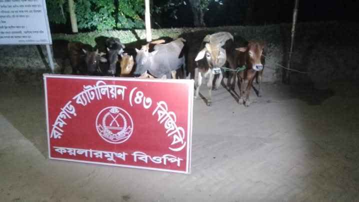 বিজিবির অভিযানে ৬টি ভারতীয় গরু আটক