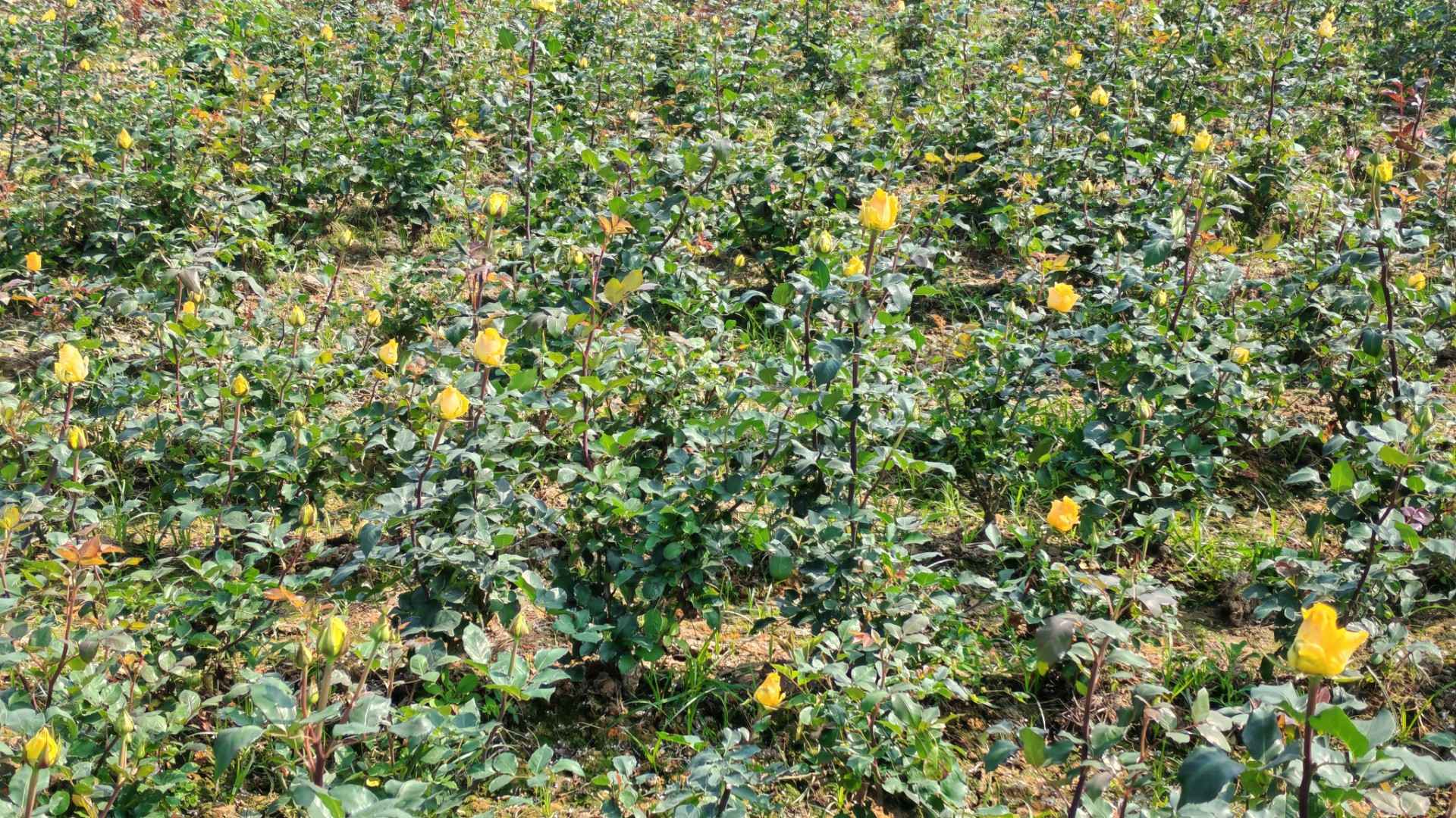 বাণিজ্যিক গোলাপ চাষের নতুন ঠিকানা এখন চুয়াডাঙ্গা